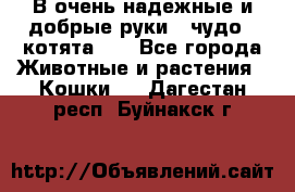 В очень надежные и добрые руки - чудо - котята!!! - Все города Животные и растения » Кошки   . Дагестан респ.,Буйнакск г.